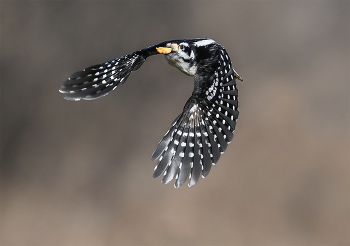 Hairy woodpecker (male) / ***