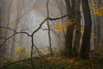Nebliger Morgen / ***