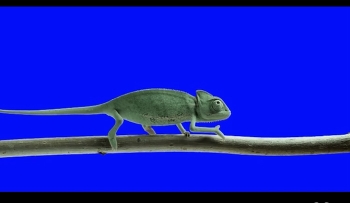 Chameleon / ***