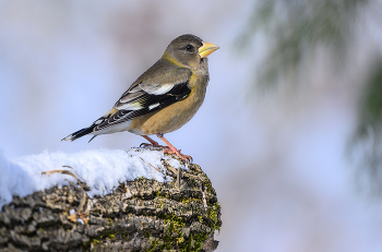 Evening grosbeak (female) / ***