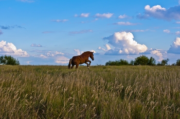 In freier Wildbahn / ***
