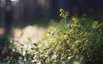 Sonniger Morgen / Oreston 50/1.8