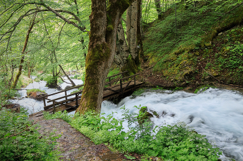 Wanderungen im Wald / ***