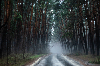 Misty forest / ***