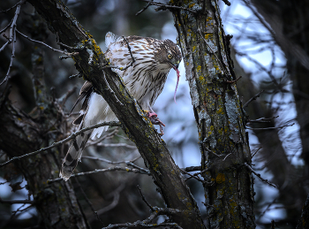 Cooper's hawk (immature) / ***