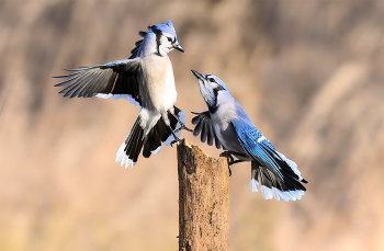 Blue Jay / ***