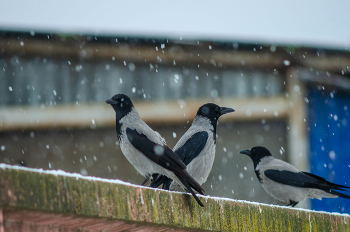 Carrion-Krähen / ***