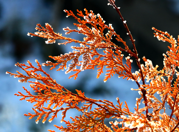 Winter-Spitze / ***