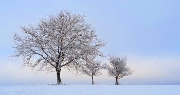 stimmungsvoll / Bäume in winterlicher Stimmung