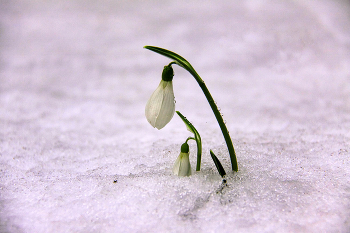 Echte snowdrop / ***