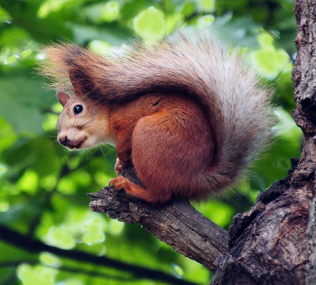 Eichhörnchen / ***