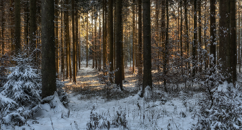 Die Sonne im Winterwald / ***