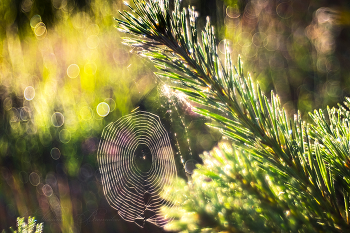  / Trioplan 50/2.9