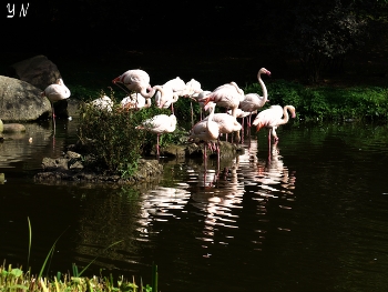 Flamingo / ***