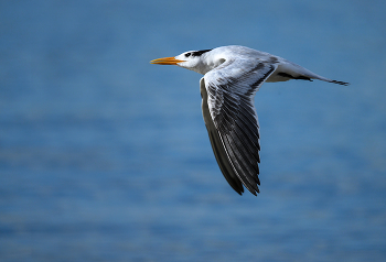 Royal Tern (Nonbreeding Adult) / ***