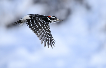 Hairy woodpecker (male) / ***