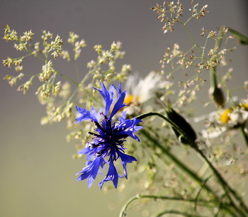 Wildblumen / ***