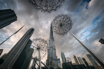 Dubai Dandelions At Cloudy Winter Day / ***