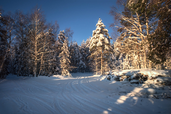 in den Winterwald / ***