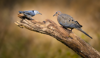 White-breasted nuthatch vs. Mourning dove / ***