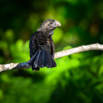 Smooth-billed Ani / ***