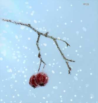 Frohes Neues Jahr! / ***