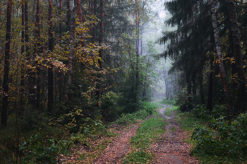 in den herbstlichen Wald / ***