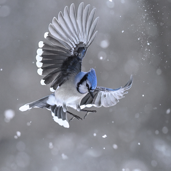 Blue jay / Blue jay