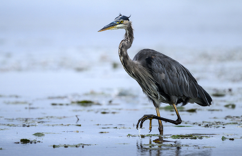 Great blue heron (juvenile) / ***