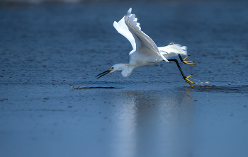 Snowy Egret / ***