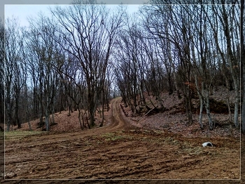in den herbstlichen Wald / ***
