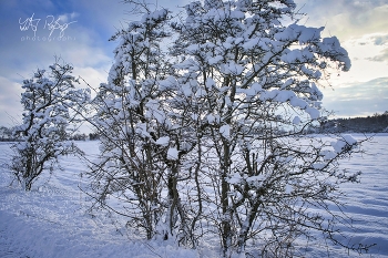 Januarstimmung / Landschaft im Schnee