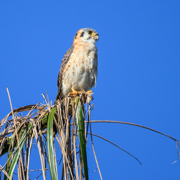 American kestrel (Falco sparverius) / ***