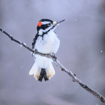 Hairy woodpecker (male) / Hairy woodpecker (male)