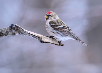 Common Redpoll (male) / ***