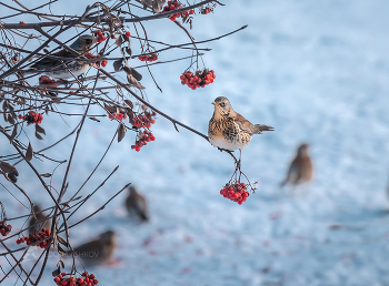 Thrush Wacholderdrossel / ***