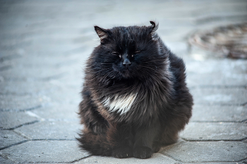  / Nikon D 700 +Vivitar 75-205