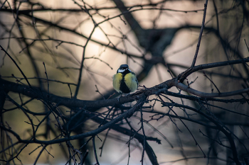 Meise / Nikon D 700 Vivitar 75-205