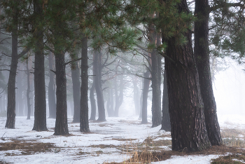 in den Winterwald / ***