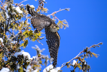 Merlin (Falco columbarius) / ***