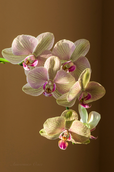 Phalaenopsis. / ***