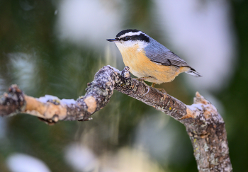 Red-breasted Nuthatch / Red-breasted Nuthatch