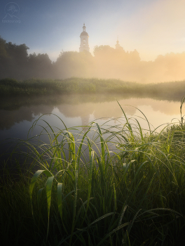 Lupinen / ***