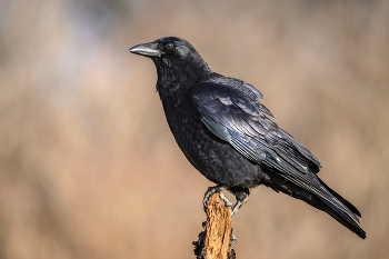 American crow / American crow