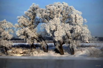 Frostigen Morgen . / ***