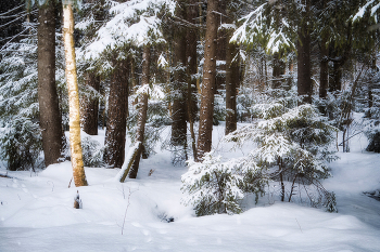 in den Winterwald / ***