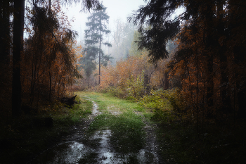 in den herbstlichen Wald / ***