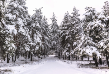 Straße im Winter. / ...