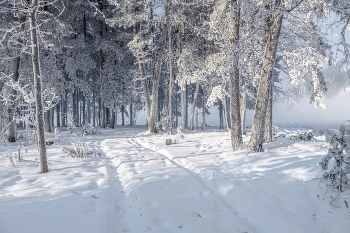 Winterwald / ***