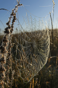 Im Morgenlicht / ***